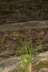 Eastern star sedge